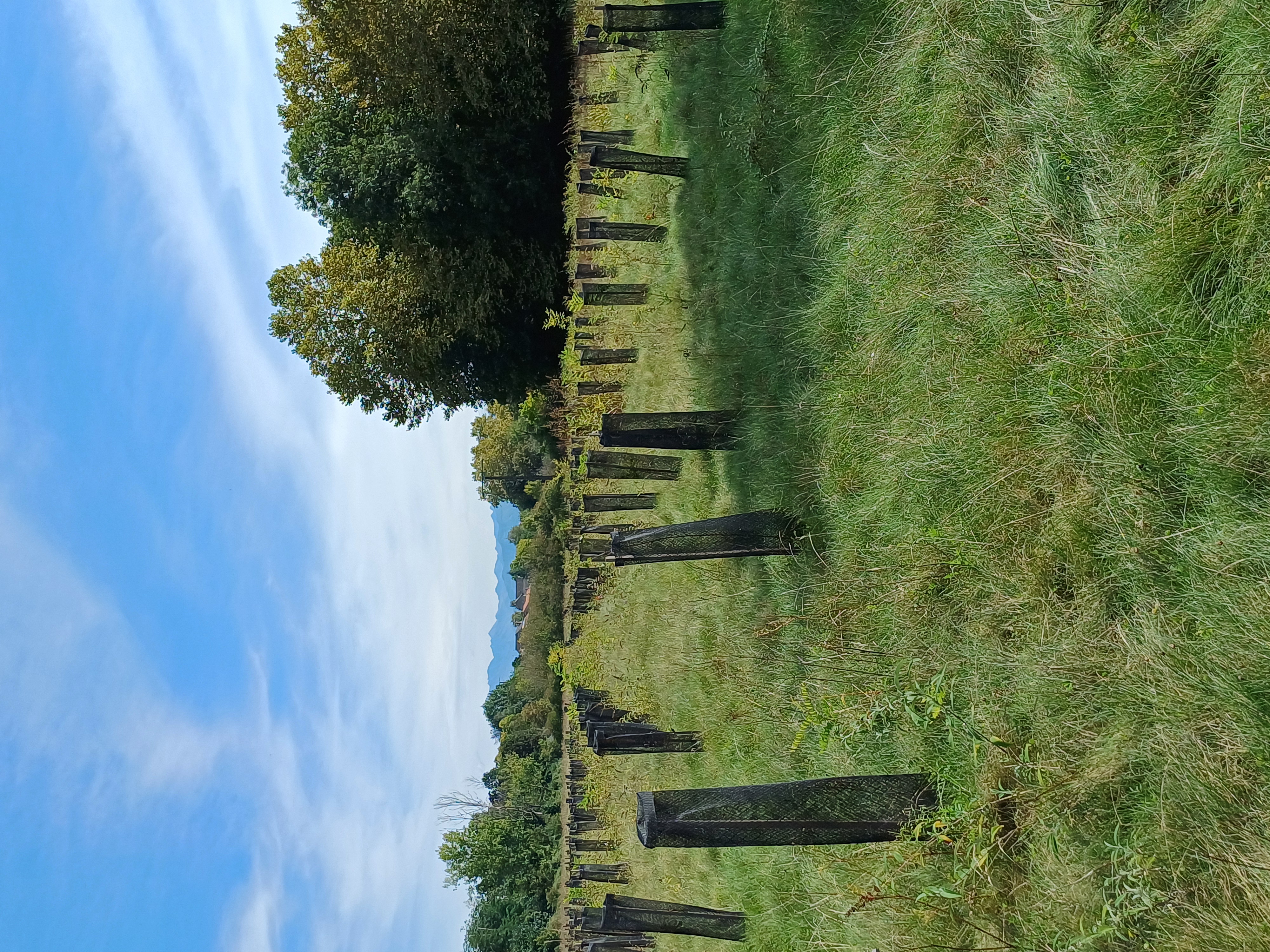 Plantation forestière Mirepeix