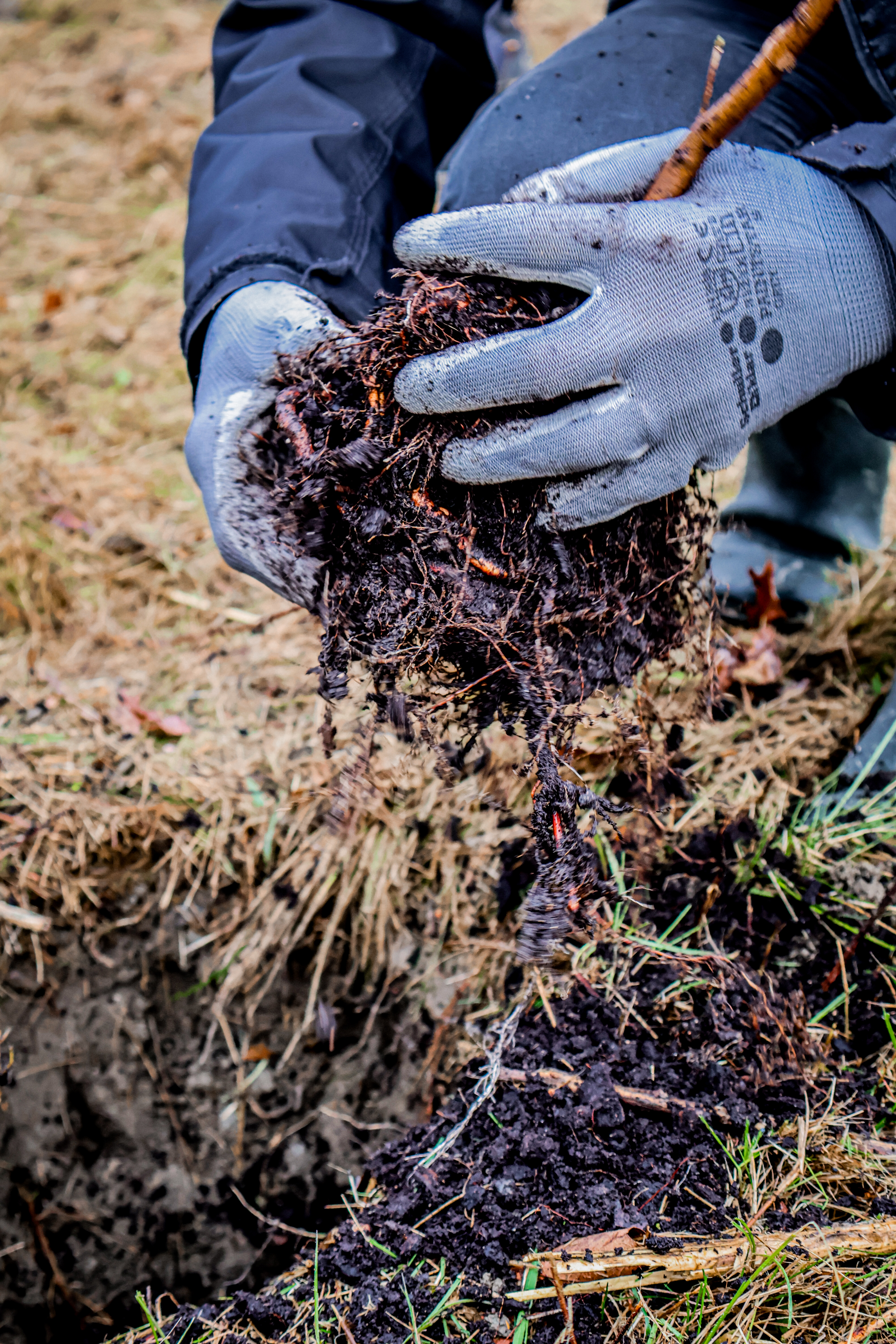 Plantation citoyenne d'une haie diversifiée 