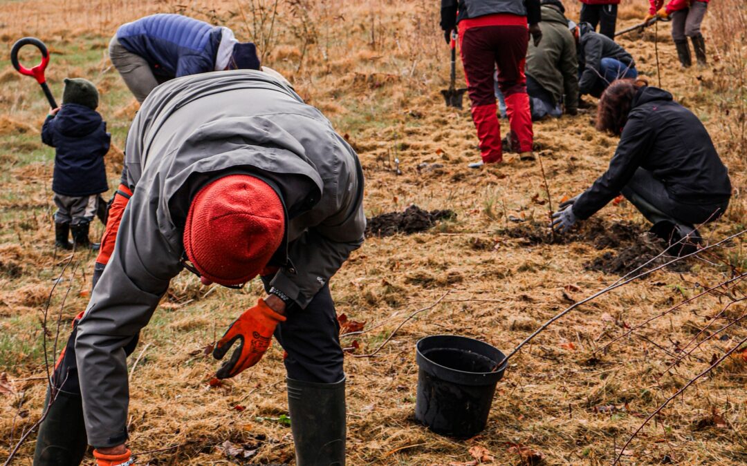 Plantation citoyenne du 8 février 2025 à Mirepeix